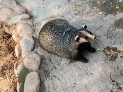 -西霞口神雕山野生动物世界