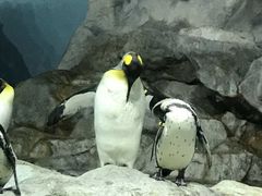-新加坡飞禽公园