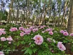 -仁和公园(顺义区)