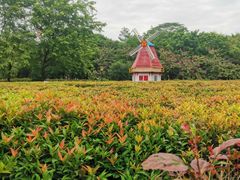 -东莞植物园