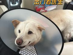 -立德动物医院·重症转诊·24H夜诊·CT·心脏彩超(顺德中心分院)