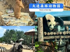 -大连森林动物园