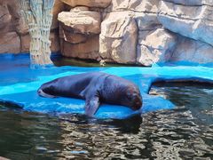 -华夏文旅海洋公园