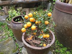 -金山嘴渔村