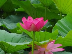 -长春市南湖公园