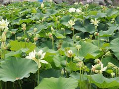 -莲花池公园