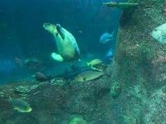 -悉尼海洋生物水族馆