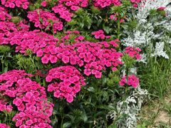 -青藏高原野生动物园