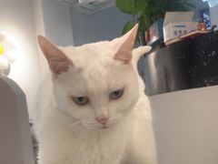 -琪喵猫屋·撸猫猫咖·猫舍