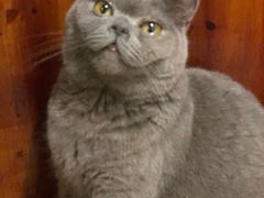 -more than meow吴止猫主题餐厅(承德 中船汇店)