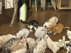-猫猫幼稚园·撸猫·桌游·电玩
