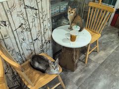 -楼上猫咖(罗湖店)