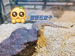 -酷以爬仙阁实体爬宠店·守宫·蜥蜴·专业繁育