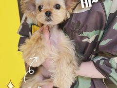 -宠爱多约克夏马尔济斯泰迪小型犬专卖