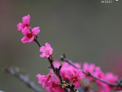 -深圳市中科院仙湖植物园