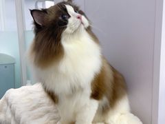 -爱洗澡的猫(望京店)