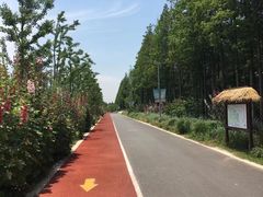 -上海长兴岛郊野公园