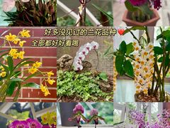 -广州兰圃