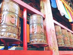 -塔尔寺菩提树