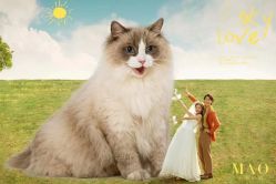 -MAO亲爱的猫婚纱摄影工作室