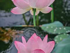 -荔湾湖公园