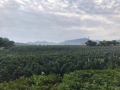 -北京张裕爱斐堡酒庄