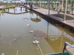 -同銮特种养殖场·龙虾垂钓