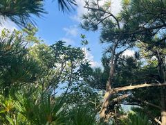 -牛背梁国家森林公园