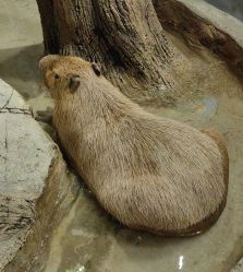 -Zoolung Zoolung动物主题公园(海信广场店)