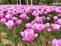 -石家庄市植物园