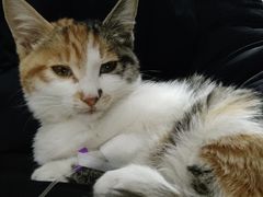 -嘉馨宠物医院·CT影像转诊·心脏科·犬猫全科诊疗中心(下沙大学城院区)