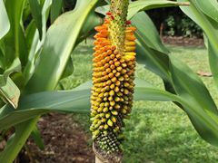 -中国科学院西双版纳热带植物园