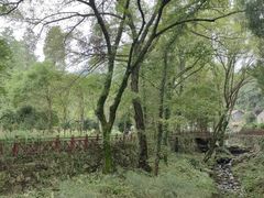 -素山寺森林公园