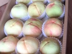 -南汇新场正宗水蜜桃采摘