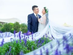 -百万葵园