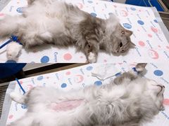 -灵美宠物诊所