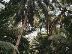 -东郊椰林