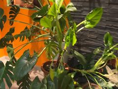 -泰古龙抓龙筋·spa按摩(静安店)