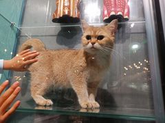 -猫小院猫主题餐厅(三里屯店)