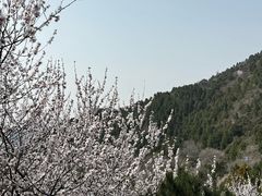 -北京十三陵国家森林公园蟒山景区