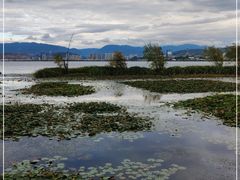 -洱海月湿地公园