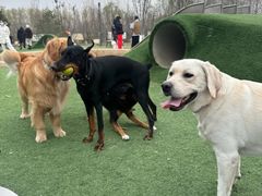 -爪吧宠物乐园 (温榆河示范区店)