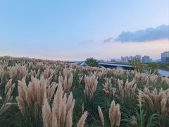 -三垟湿地