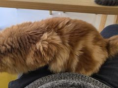 -猫在这儿猫咪咖啡馆·撸猫馆