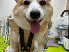 -美联众合动物医院·24h转诊中心