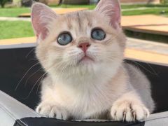 -瑞派·关忠动物医院·猫专科·犬专科(三环新城店)