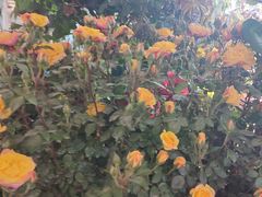 -朝来春花卉市场