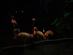 -清迈夜间动物园