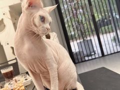 -琪喵猫屋·撸猫猫咖·猫舍