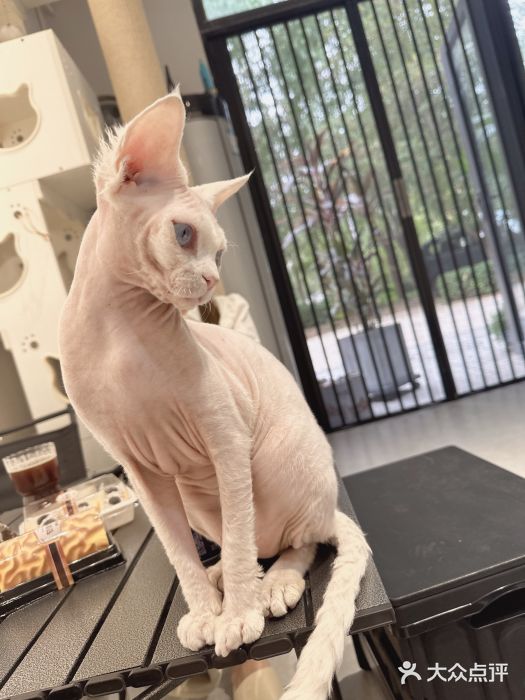 琪喵猫屋·撸猫猫咖·猫舍图片